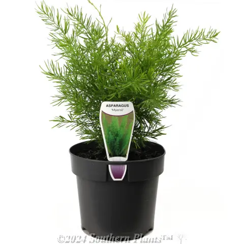 Foxtail Fern