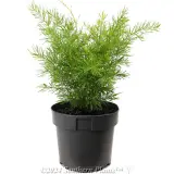 Foxtail Fern - Alternate photo