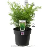 Foxtail Fern - Product photo