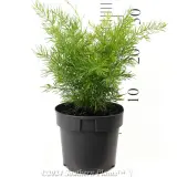 Foxtail Fern - Reference photo