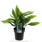 Cast Iron Plant - Plant photo