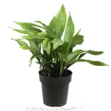 Cast Iron Plant - Alternate photo