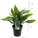 Cast Iron Plant - Product photo