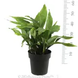 Cast Iron Plant - Reference photo