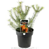 Heath Banksia - Plant photo