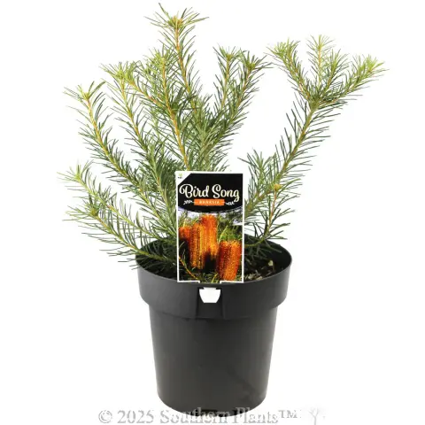 Heath Banksia