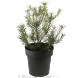 Heath Banksia - Alternate photo