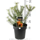 Heath Banksia - Product photo
