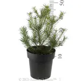 Heath Banksia - Reference photo