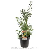 Silver Banksia - Plant photo