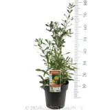 Silver Banksia - Product photo