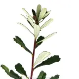 Silver Banksia - Detail photo