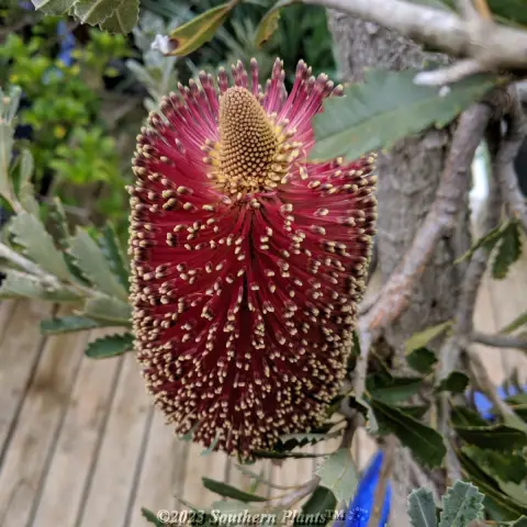 Red Dawn Cut Leaf Banksia