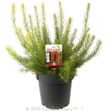 Heath Banksia - Plant photo