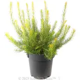 Heath Banksia - Alternate photo