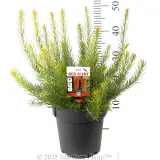 Heath Banksia - Product photo