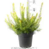 Heath Banksia - Reference photo