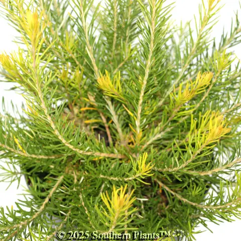Heath Banksia