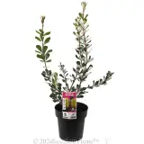 Banksia Sentinel - Plant photo
