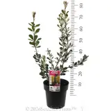 Banksia Sentinel - Product photo