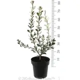 Banksia Sentinel - Reference photo