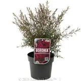 Boronia Celebration - Plant photo
