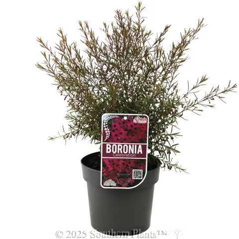 Boronia Celebration