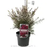 Boronia Celebration - Product photo
