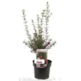 Boronia Fiesta - Plant photo