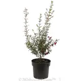 Boronia Fiesta - Alternate photo