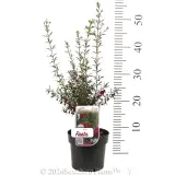 Boronia Fiesta - Product photo