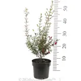 Boronia Fiesta - Reference photo