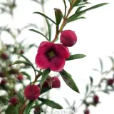 Boronia Fiesta - Detail photo