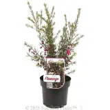 Boronia Flamingo - Plant photo