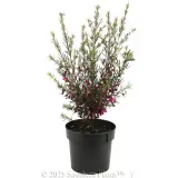 Boronia Flamingo - Alternate photo