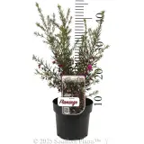 Boronia Flamingo - Product photo