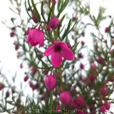 Boronia Flamingo - Detail photo
