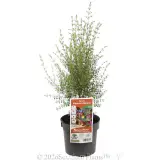 Brown Boronia - Plant photo