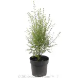 Brown Boronia - Alternate photo