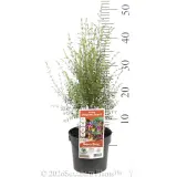 Brown Boronia - Product photo