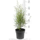 Brown Boronia - Reference photo