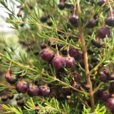 Brown Boronia - Detail photo