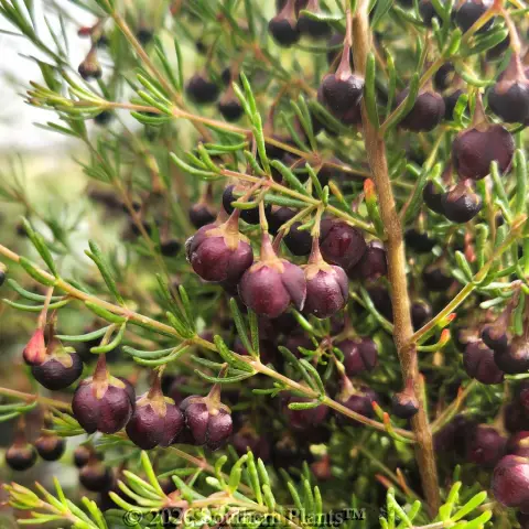 Brown Boronia