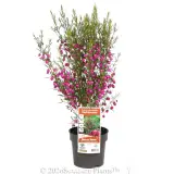 Red Boronia - Primary