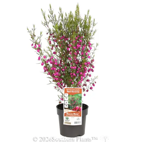 Red Boronia