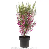 Red Boronia - Alt
