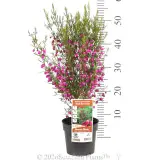 Red Boronia - Pack