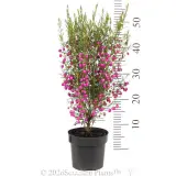 Red Boronia - Ruler
