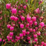 Red Boronia - Detail