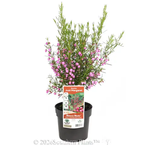 Boronia Just Margaret
